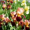 ирисы продажа в украине киев