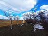Обрезка деревьев в Буче, обрезка деревьев в Ворзеле, обрезка деревьев в Бородянке, обрезка деревьев в Гостомеле, обрезка деревьев в Макарове